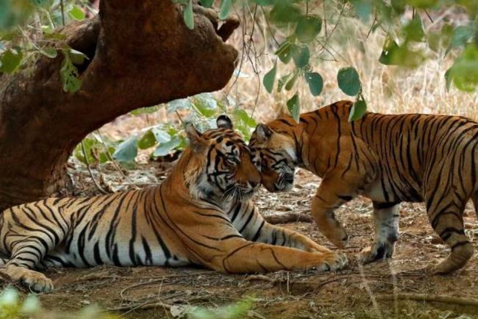 Corbett Nainital Tour